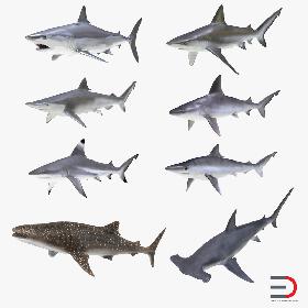Sharks Collection 10
